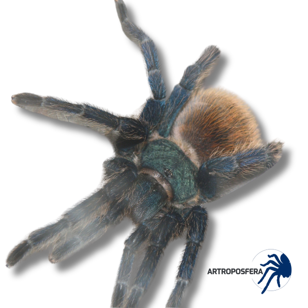 Chromatopelma cyaneopubescens (3 cm de cuerpo) | Green Bottle Blue