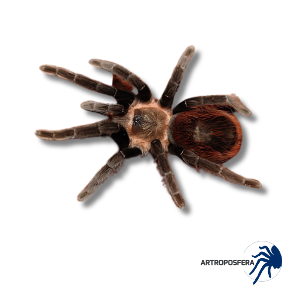 Brachypelma epicureanum (2,5/3 cm de cuerpo) | Tarántula Mexicana