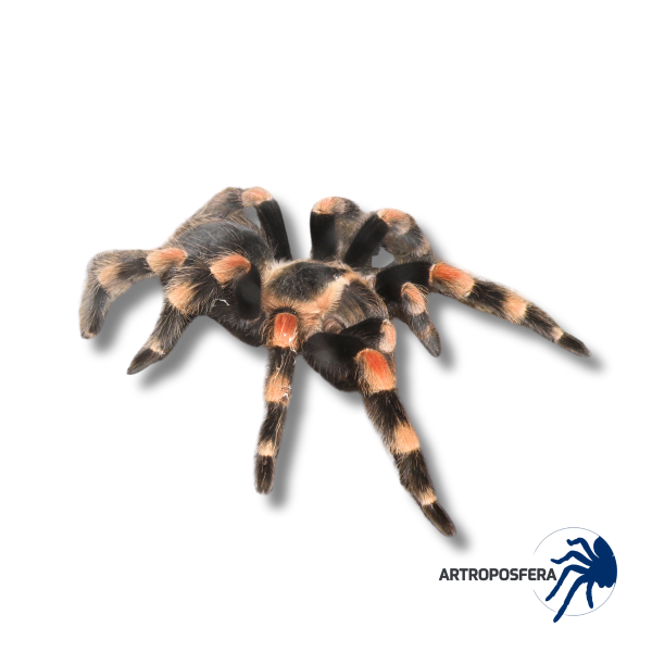 Brachypelma hamorii ex-smithi (2/2,5 cm de cuerpo) | Tarántula Mexicana