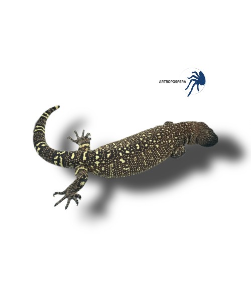 Heloderma horridum