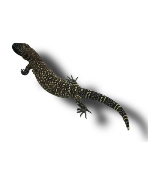 Heloderma horridum