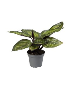 Calathea Mieli