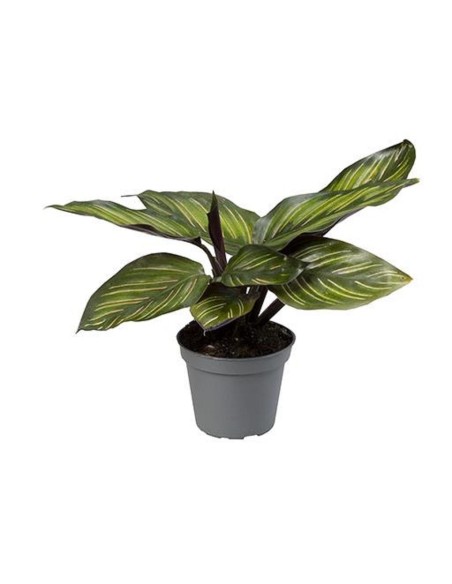 Calathea Mieli