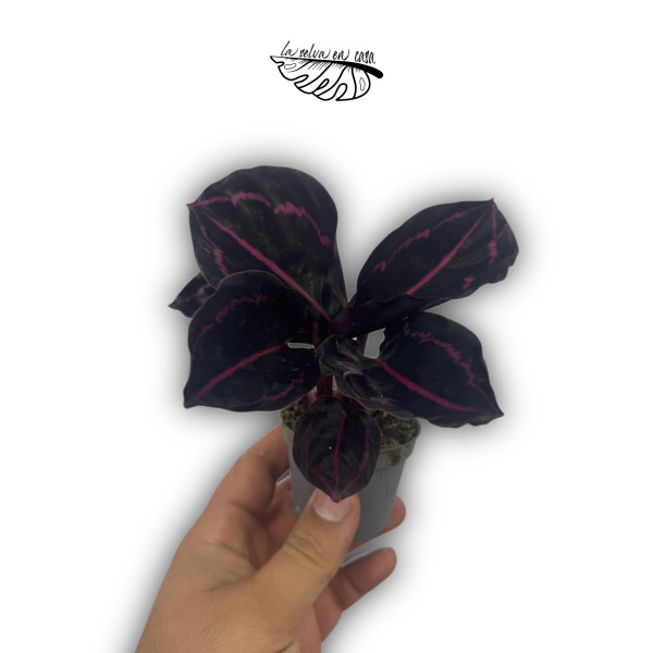 Calathea rosea-picta dottie