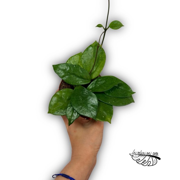 Hoya vangviengiensis