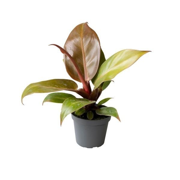 Philodendron 'Cherry Red'