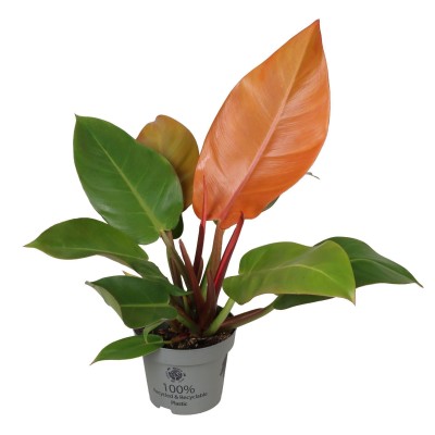 Philodendron 'Cherry Red' 2