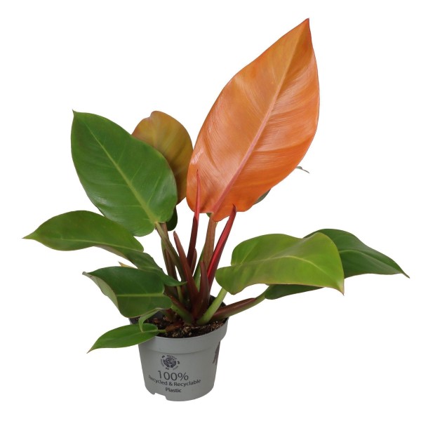 Philodendron 'Cherry Red'
