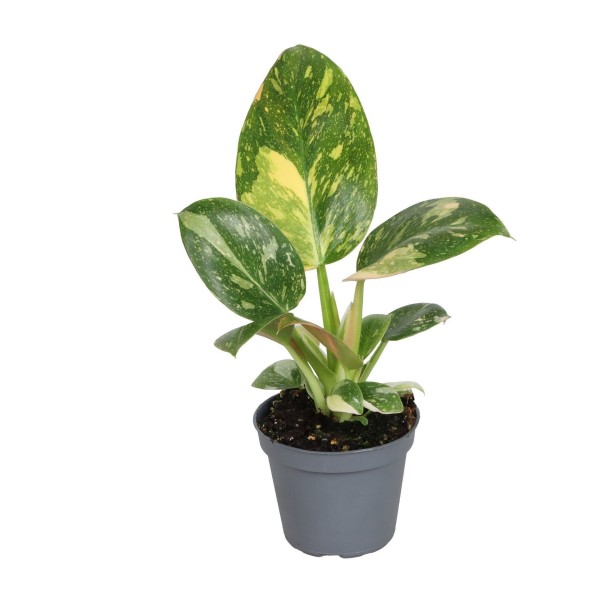 Philodendron Red Heart