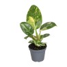 Philodendron Red Heart