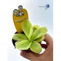Pinguicula agnata