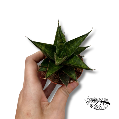 Sansevieria Table Mountain 2