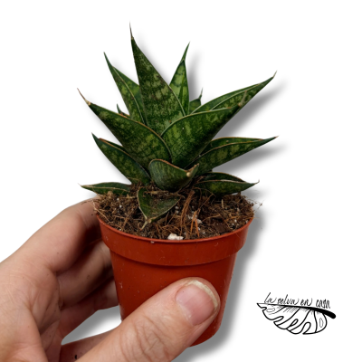 Sansevieria Table Mountain