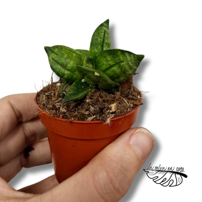 Sansevieria Pyramid