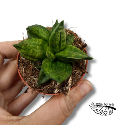Sansevieria Pyramid 2