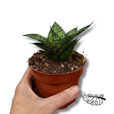 Sansevieria Ehrendel 2