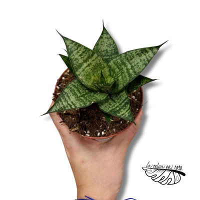 Sansevieria Ehrendel
