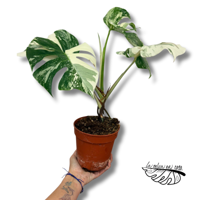 Monstera deliciosa "Variegata"
