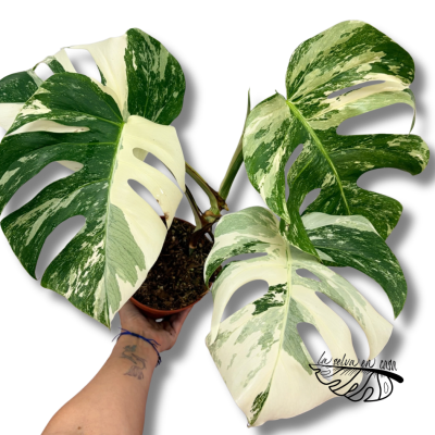 Monstera deliciosa "Variegata" 2