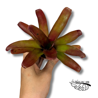 Neoregelia nidularium striped fireball 2