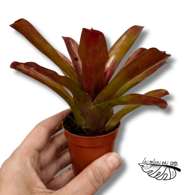 Neoregelia nidularium striped fireball