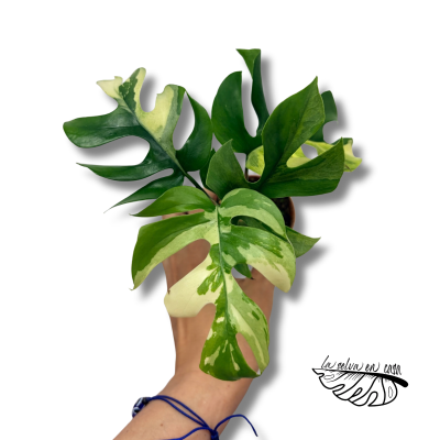 Rhaphidophora tetrasperma VARIEGADA