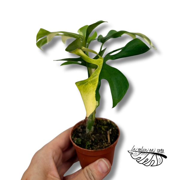 Rhaphidophora tetrasperma VARIEGADA