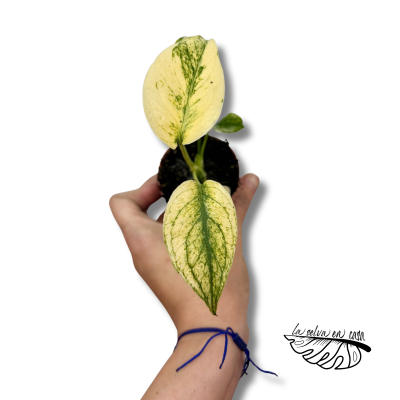 Monstera Deliciosa Mint Variegated 2