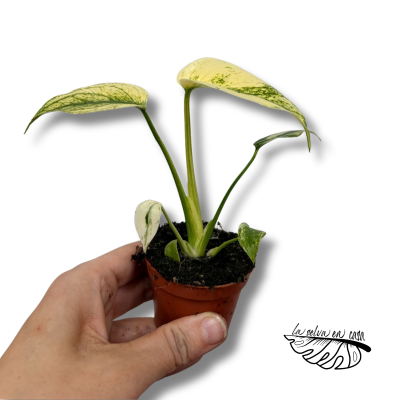 Monstera Deliciosa Mint Variegated