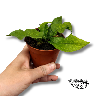 Tectaria hilocarpa | Helecho Tropical | Maceta 8 cm y Altura 12 cm