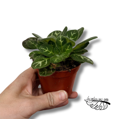 Primulina sinovietnamica | Maceta 8 cm y Altura 12 cm | Planta de Colección