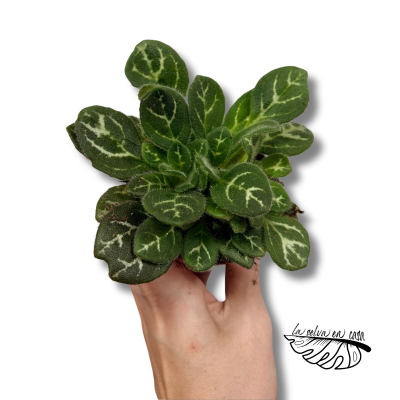 Primulina sinovietnamica | Maceta 8 cm y Altura 12 cm | Planta de Colección 2