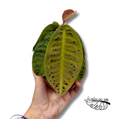 Labisia sp. No ID | Maceta 10 cm y Altura 15 cm | Planta de Colecció