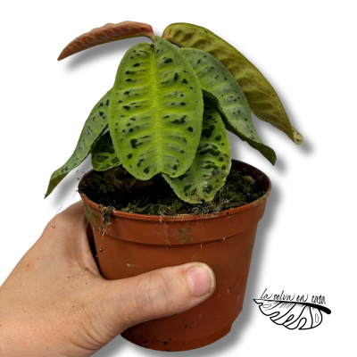 Labisia sp. No ID | Maceta 10 cm y Altura 15 cm | Planta de Colecció 2