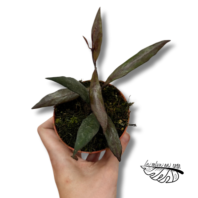 Hoya Red Moon | Maceta 8 cm | Hoya de Colección 2