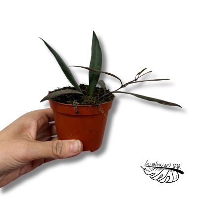 Hoya Red Moon | Maceta 8 cm | Hoya de Colección