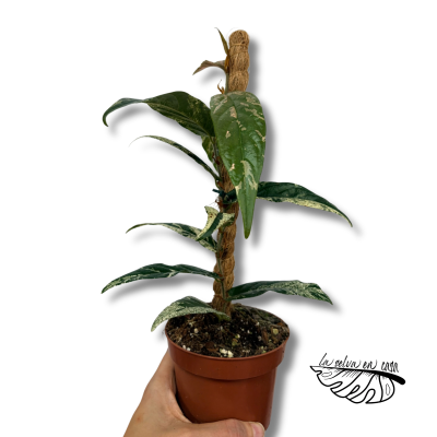 Ficus sagittata Variegata Pink | Maceta 9 cm y Altura 20 cm