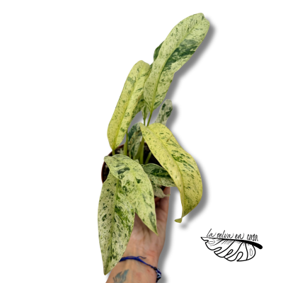 Epipremnum pinnatum ‘Happy Leaf’ 2