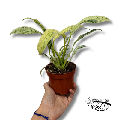 Epipremnum pinnatum ‘Happy Leaf’