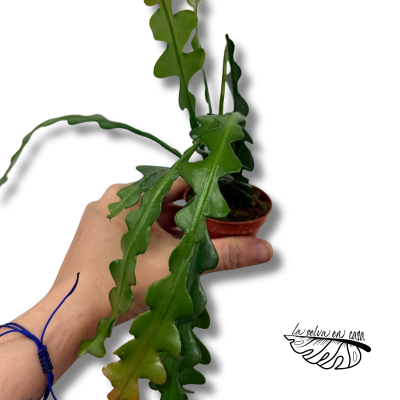 Epiphyllum Fishbone MINI | Maceta 6 cm | Cactus Colgante