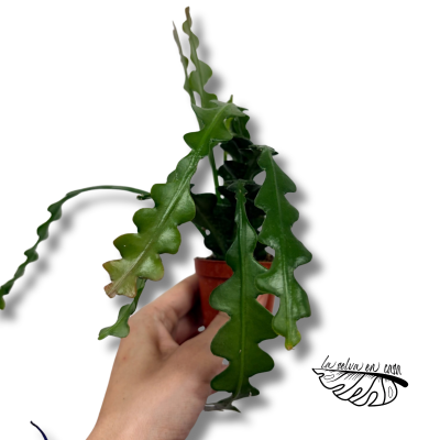 Epiphyllum Fishbone MINI | Maceta 6 cm | Cactus Colgante 2