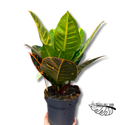 Croton Petra Ramificado | Codiaeum Maceta 17 cm y Altura 55 cm