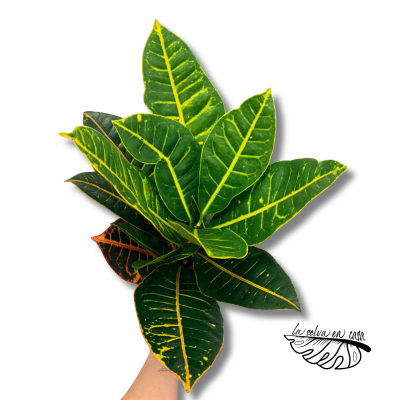 Croton Petra Ramificado | Codiaeum Maceta 17 cm y Altura 55 cm 2