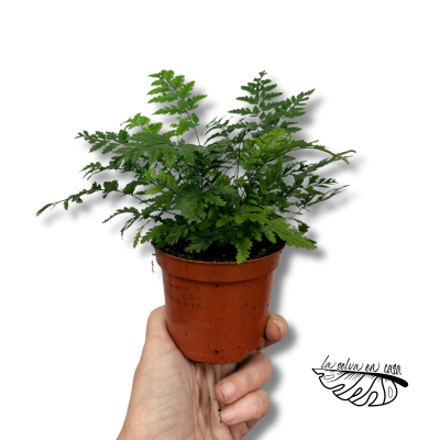Athyrium | Helecho Ornamental de Follaje Fino
