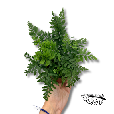 Athyrium | Helecho Ornamental de Follaje Fino 2