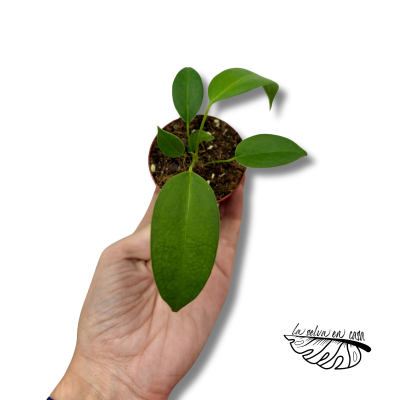 Anthurium Wendlingeri 2