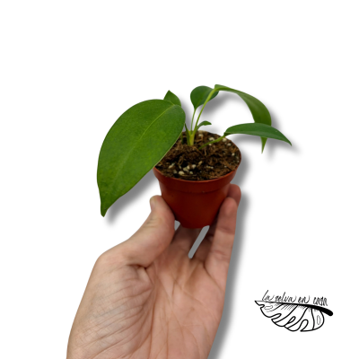 Anthurium Wendlingeri