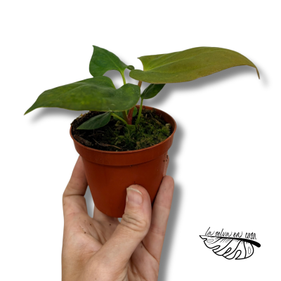Anthurium portillae | Anthurium de Hojas Alargadas | Planta de Colección