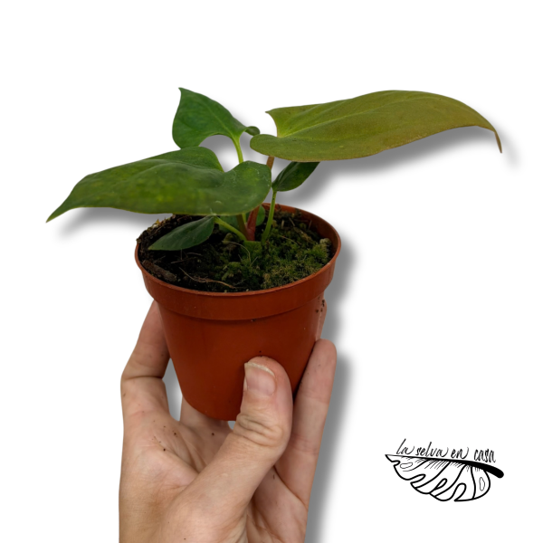 Anthurium portillae | Anthurium de Hojas Alargadas | Planta de Colección