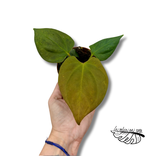 Anthurium portillae | Anthurium de Hojas Alargadas | Planta de Colección